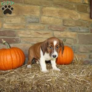 Asher, Basset Hound Mix Puppy