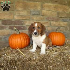 Acorn, Basset Hound Mix Puppy