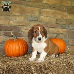 Ace, Basset Hound Mix Puppy