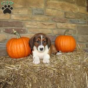 Abe, Basset Hound Mix Puppy