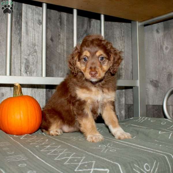 Tulip, Mini Aussiedoodle Puppy
