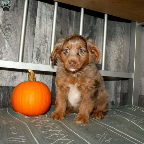 Tina, Mini Aussiedoodle Puppy