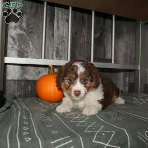 Tilly, Mini Aussiedoodle Puppy