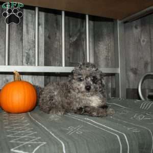 Becca, Miniature Poodle Puppy