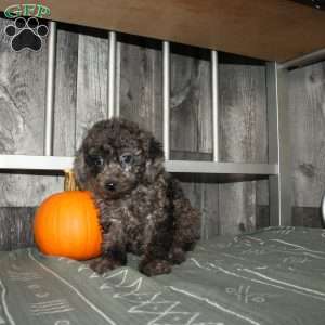 Bubbles, Miniature Poodle Puppy