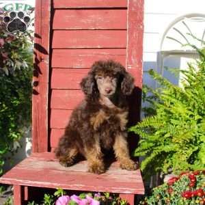 Sharon, Miniature Poodle Puppy