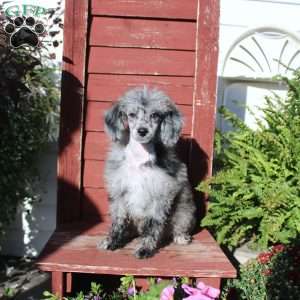 Sasha, Miniature Poodle Puppy
