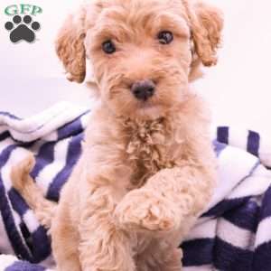 Phoenix, Mini Labradoodle Puppy