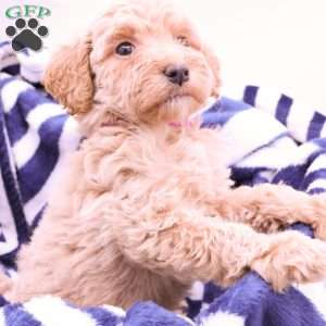 Phoenix, Mini Labradoodle Puppy