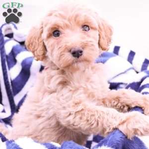 Phoenix, Mini Labradoodle Puppy
