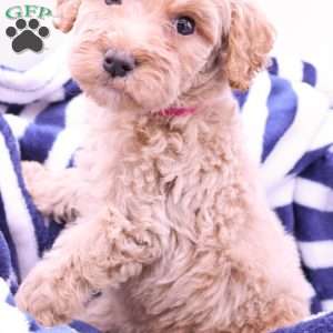 Phoenix, Mini Labradoodle Puppy