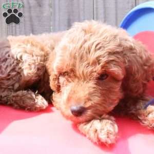 Koda, Mini Labradoodle Puppy