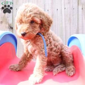 Koda, Mini Labradoodle Puppy