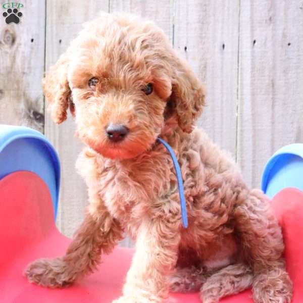 Koda, Mini Labradoodle Puppy