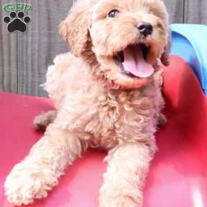 Phoenix, Mini Labradoodle Puppy