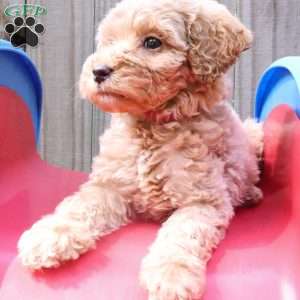 Phoenix, Mini Labradoodle Puppy