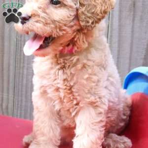 Phoenix, Mini Labradoodle Puppy