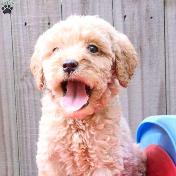 Phoenix, Mini Labradoodle Puppy