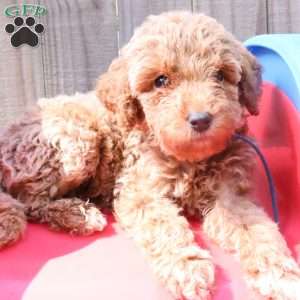 Koda, Mini Labradoodle Puppy