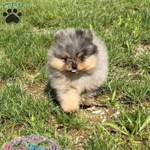 Little Neptune, Pomeranian Puppy