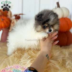 Little Jupiter, Pomeranian Puppy