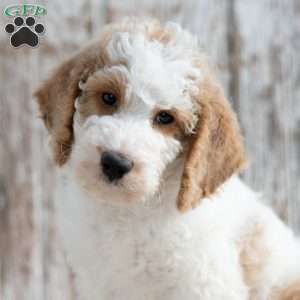 Twig, Mini Labradoodle Puppy
