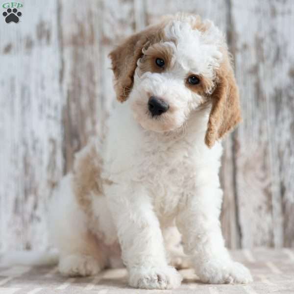 Twig, Mini Labradoodle Puppy