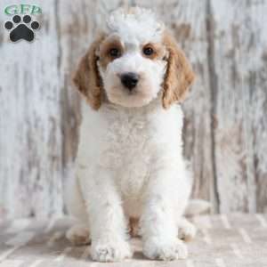 Twig, Mini Labradoodle Puppy