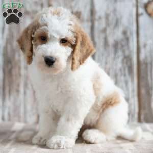 Twig, Mini Labradoodle Puppy