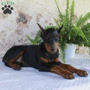 Spot, Doberman Pinscher Puppy