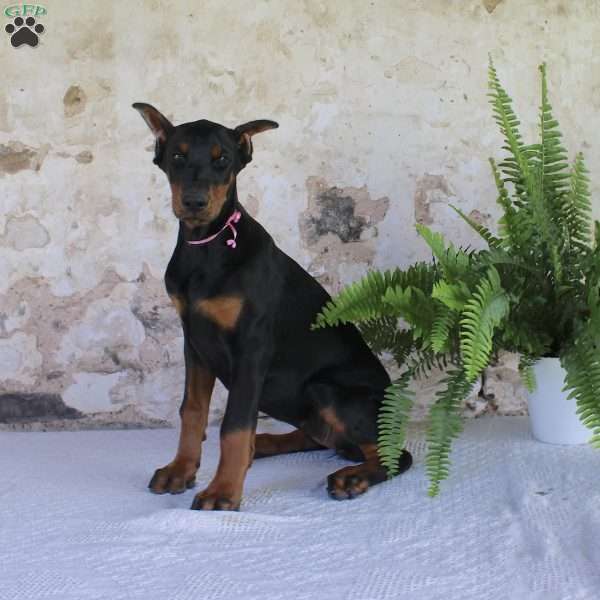 Sheila, Doberman Pinscher Puppy