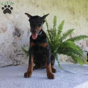 Simba, Doberman Pinscher Puppy