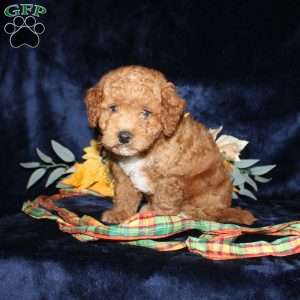 Abner, Mini Goldendoodle Puppy