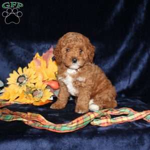 Alexis, Mini Goldendoodle Puppy