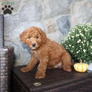Teddy, Mini Aussiedoodle Puppy