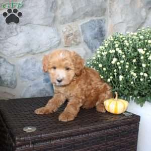 Tina, Mini Aussiedoodle Puppy