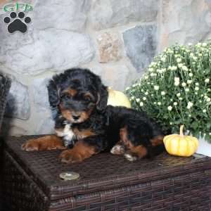 Tanya, Mini Aussiedoodle Puppy