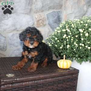 Tasha, Mini Aussiedoodle Puppy