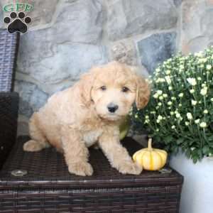 Tinker, Mini Aussiedoodle Puppy