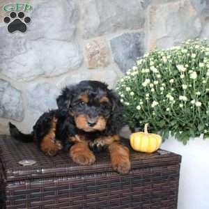 Tommy, Mini Aussiedoodle Puppy