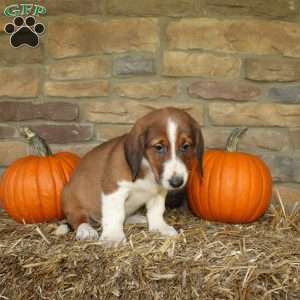 Autumn, Basset Hound Mix Puppy