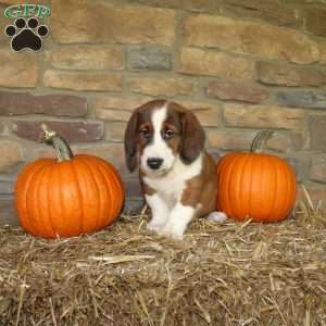 Atlas, Basset Hound Mix Puppy