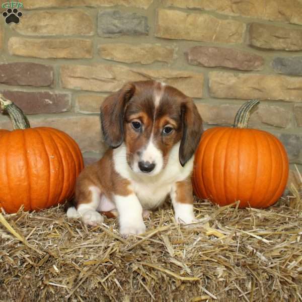 Aspen, Basset Hound Mix Puppy