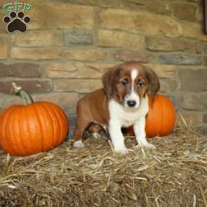 Asher, Basset Hound Mix Puppy