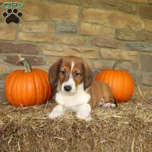 Ace, Basset Hound Mix Puppy