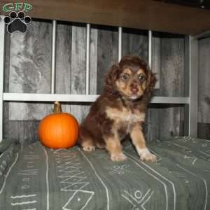 Tulip, Mini Aussiedoodle Puppy