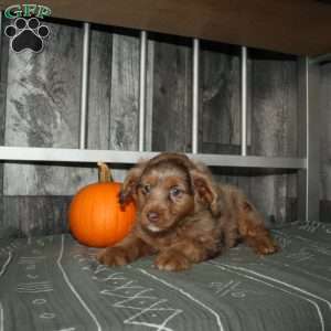 Tina, Mini Aussiedoodle Puppy