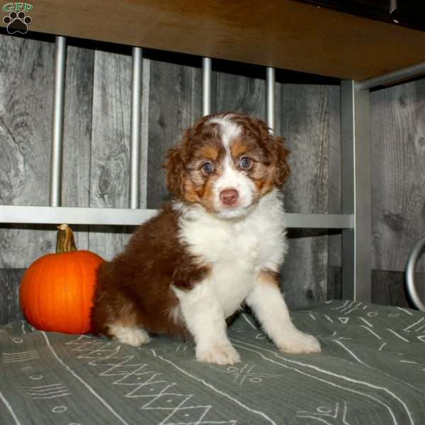 Tilly, Mini Aussiedoodle Puppy
