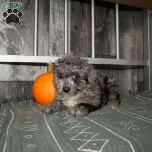Becca, Miniature Poodle Puppy