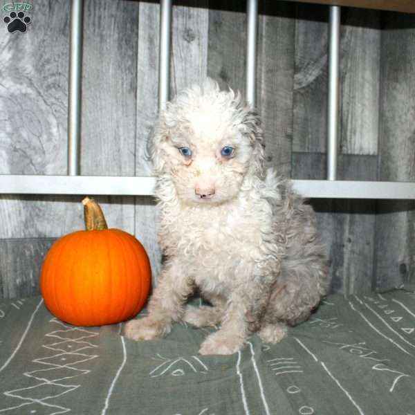 Bentley, Miniature Poodle Puppy